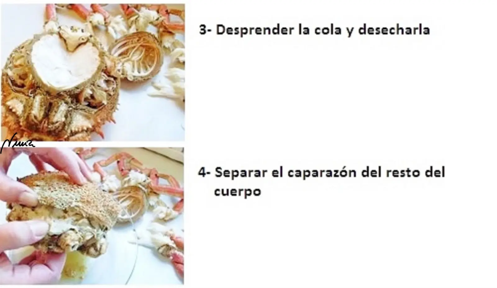 Centollo de Nochebuena — foto 6