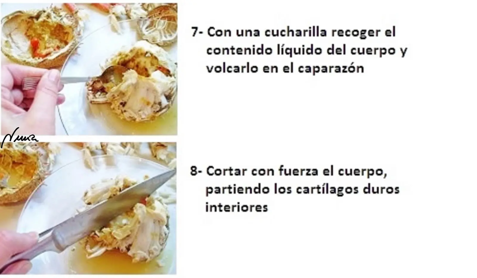 Centollo de Nochebuena — foto 8