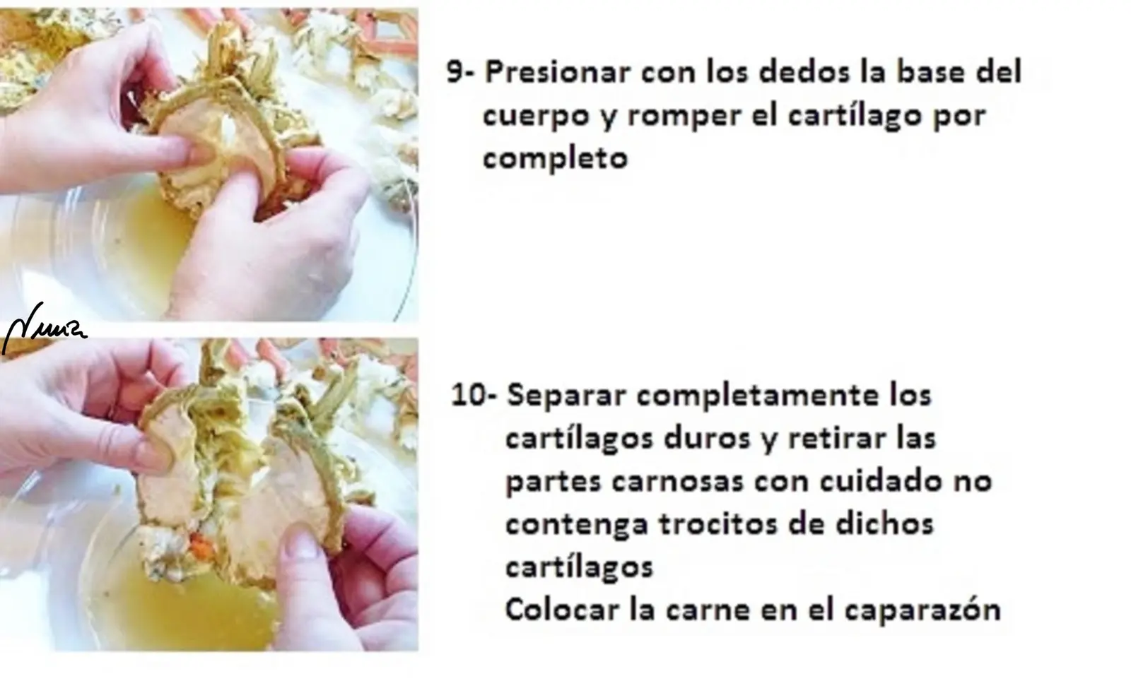 Centollo de Nochebuena — foto 9