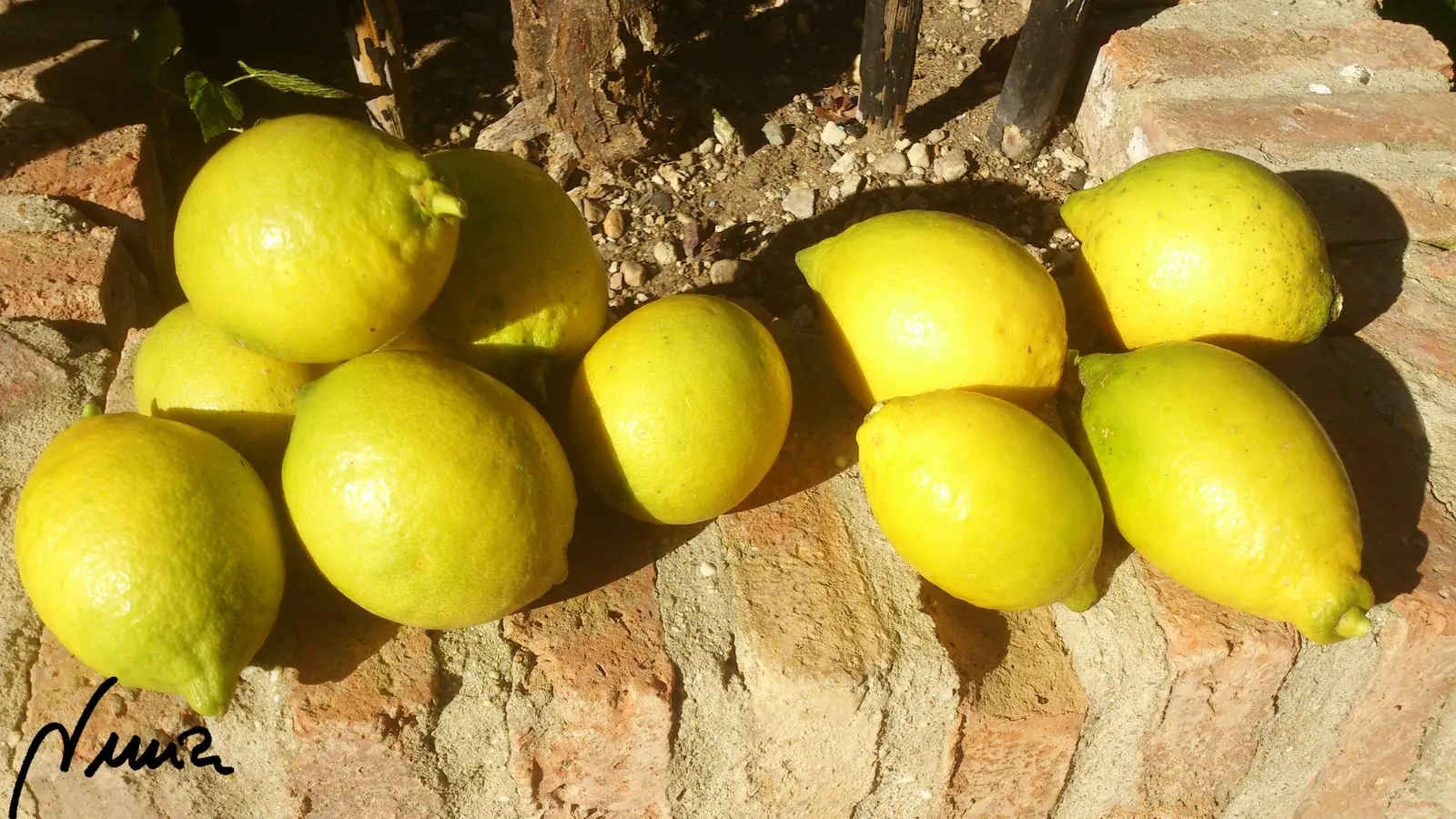 Mermelada de naranja amarga de Sevilla (Jalea), paso 7: Enfriar los botes de jalea antes de cerrarlos con tapa metálica hermética.