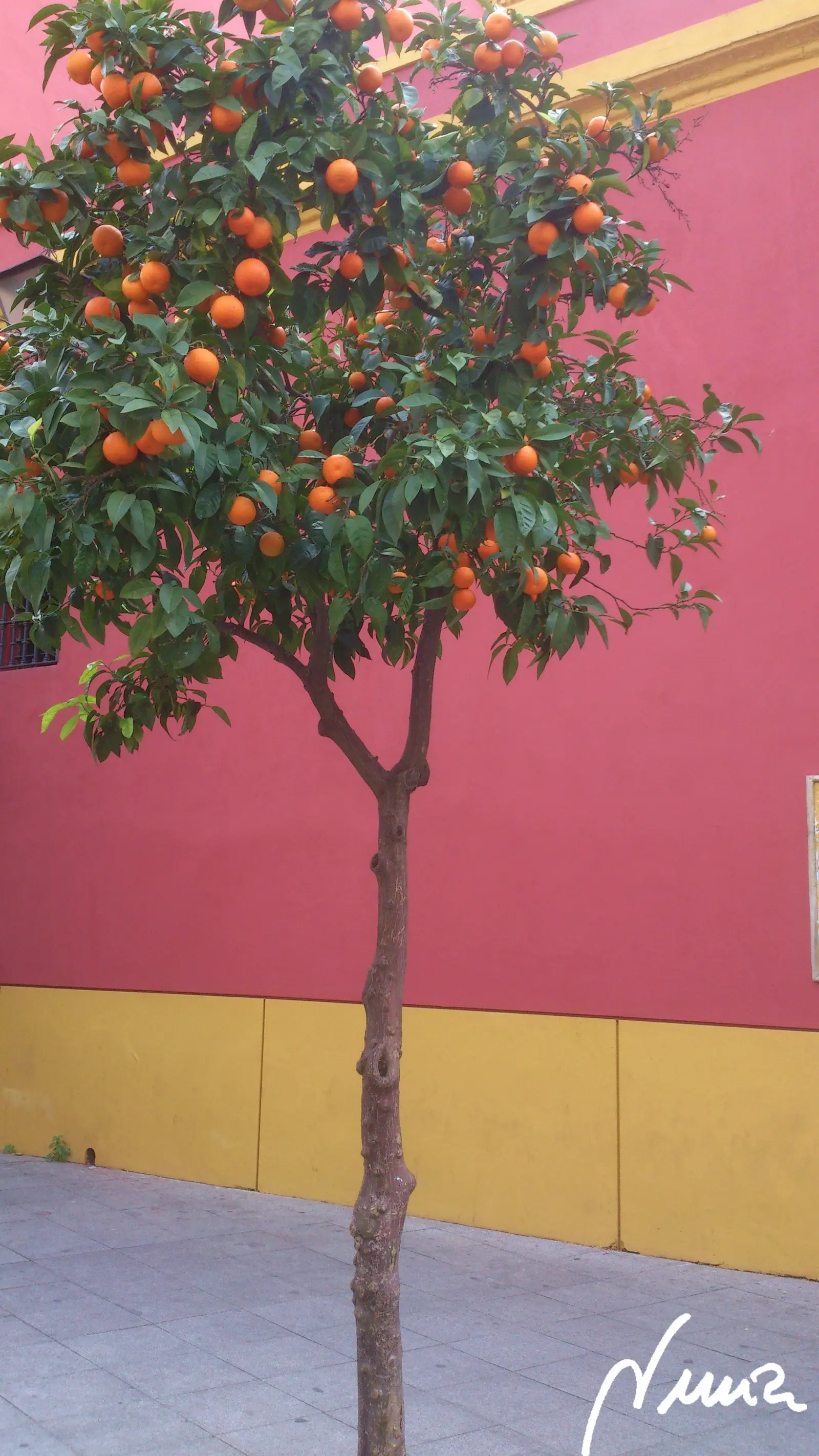 Mermelada de naranja amarga de Sevilla (Jalea), paso 7: Enfriar los botes de jalea antes de cerrarlos con tapa metálica hermética.