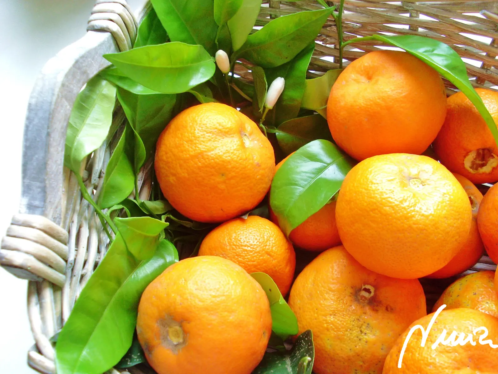 Mermelada de naranja amarga de Sevilla (Jalea): ingredientes
