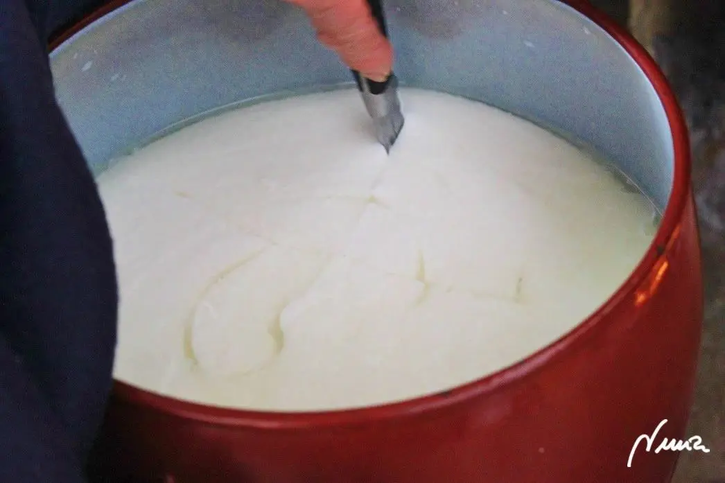 Queso fresco de vaca, casero, proceso paso a paso, paso 8: Transcurrida 1 hora aproximadamente, destapar el caldero y mirar si ha cuajado un poco…