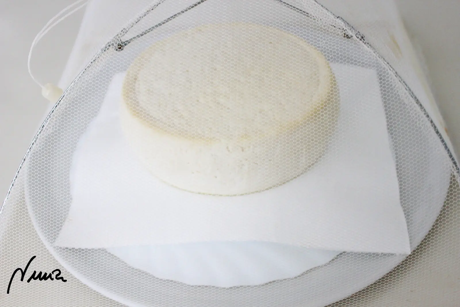Queso semicurado de cabra, proceso paso a paso, paso 23: En los 4 días siguientes le puse un plato llano del revés (cuya base tiene el mismo…