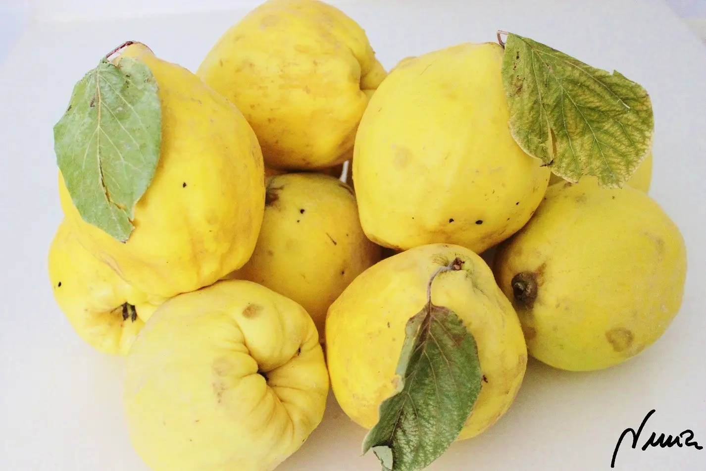 Membrillo – 2 –: ingredientes