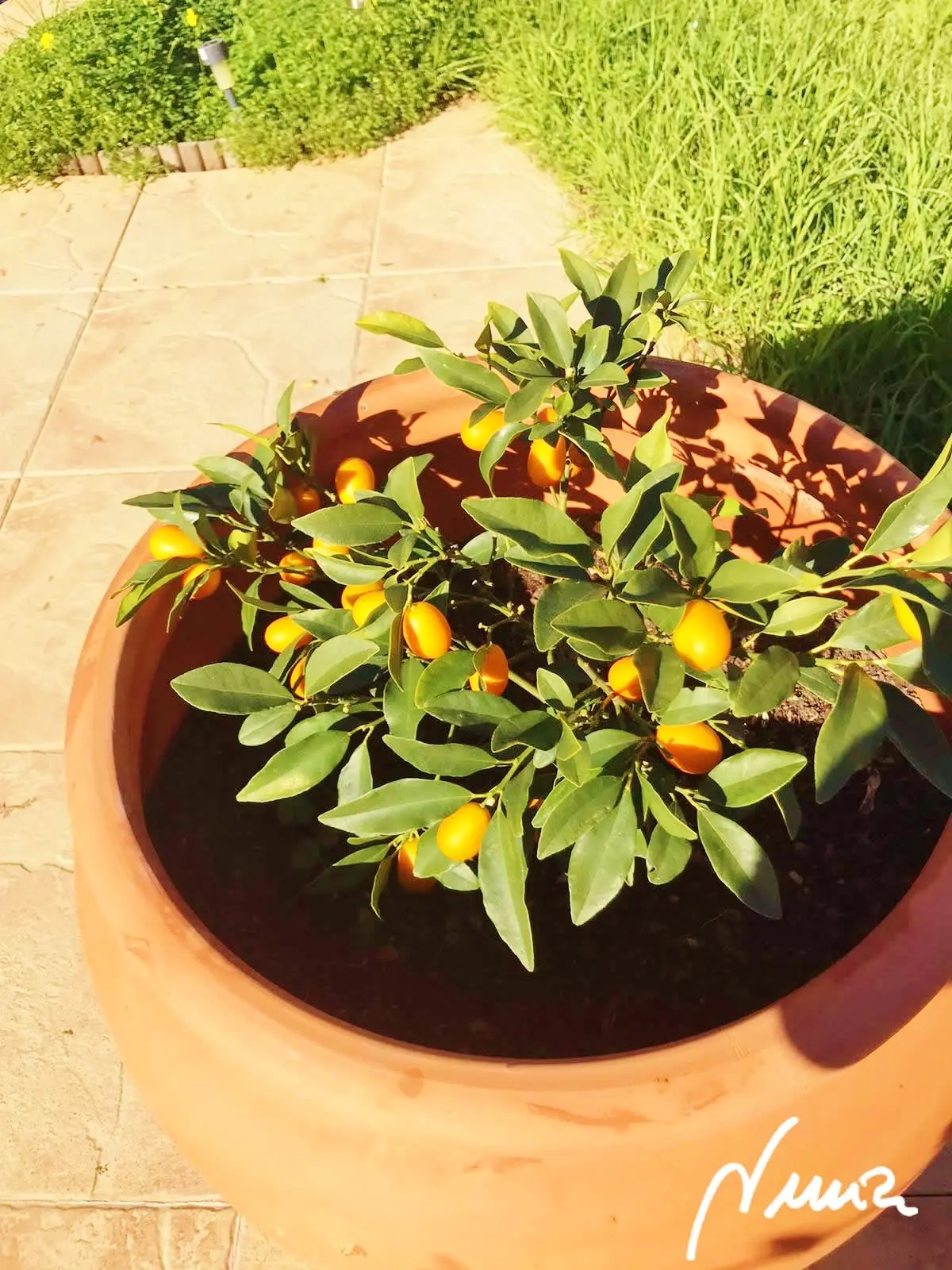 Kumquats confitados: elaboración