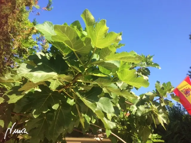 Mermelada de brevas: ingredientes
