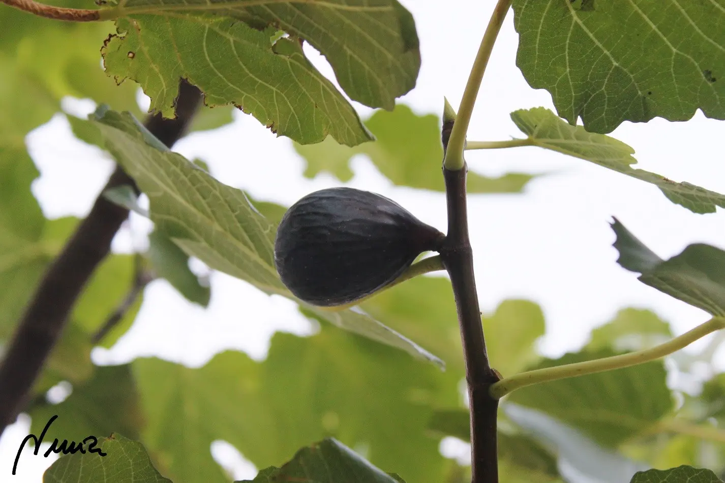 Mermelada de brevas: ingredientes