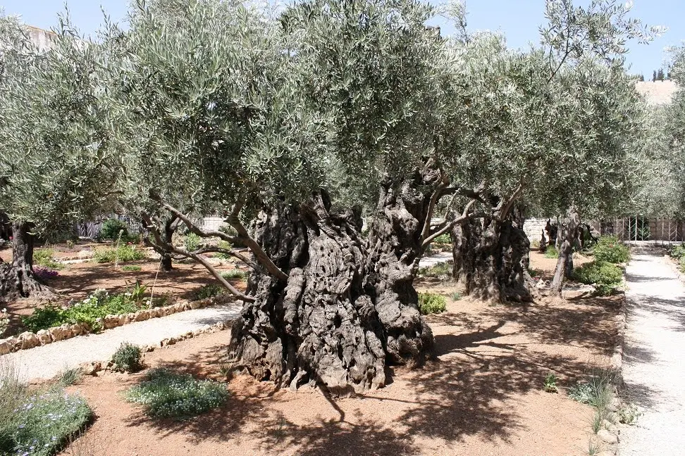 Israel y Jordania — foto 117